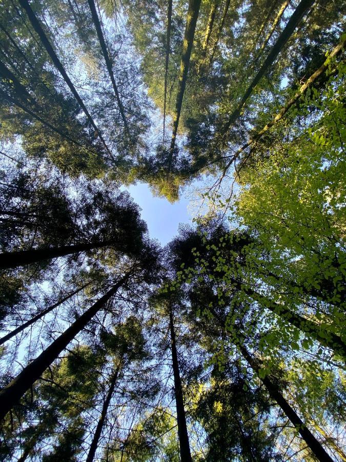 Camping De La Foret Seasonova Sillé-le-Guillaume Kültér fotó